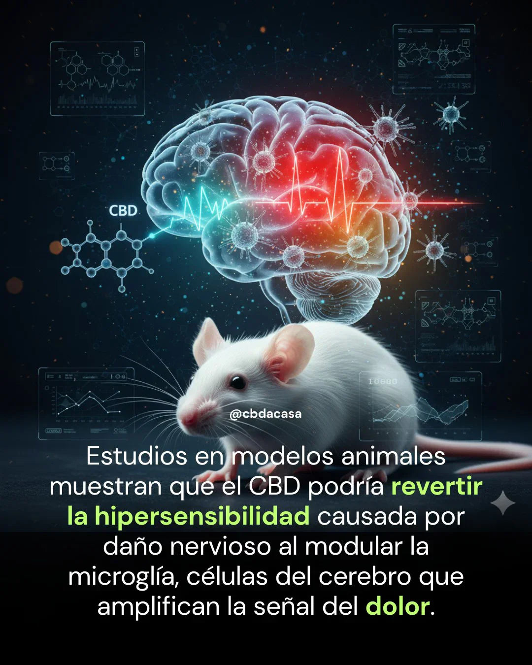 CBD, dolor crónico e inflamación: el reto, "La Dósis"