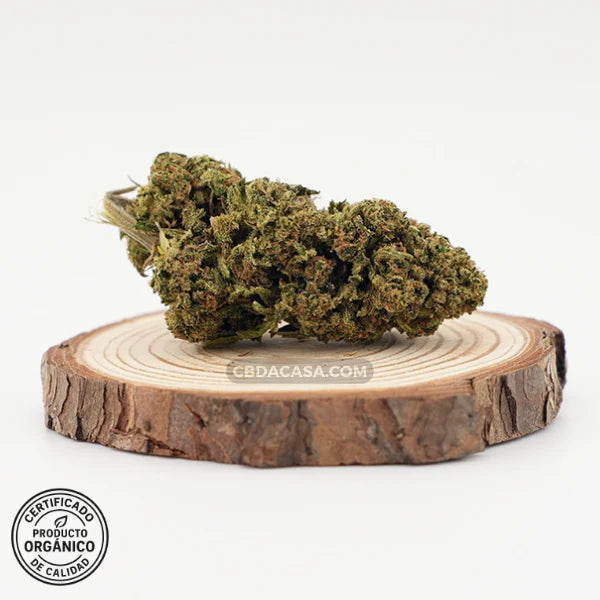 Flor CBD Amnesia | Aroma potente | Perfil terpeno intenso
