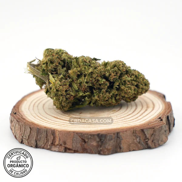 Flor CBD Amnesia | Aroma potente | Perfil terpeno intenso