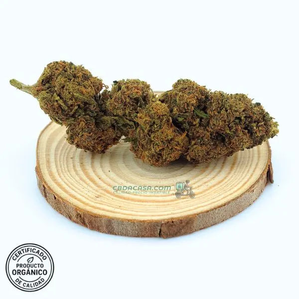 Diesel Tonic flores CBD – Cruce exclusivo entre dos grandes genéticas