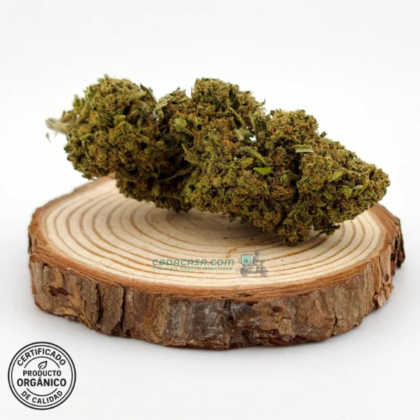 Flor CBD Amnesia | Aroma potente | Perfil terpeno intenso