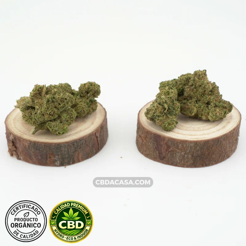 Flores de CBD hidropónico Medellin