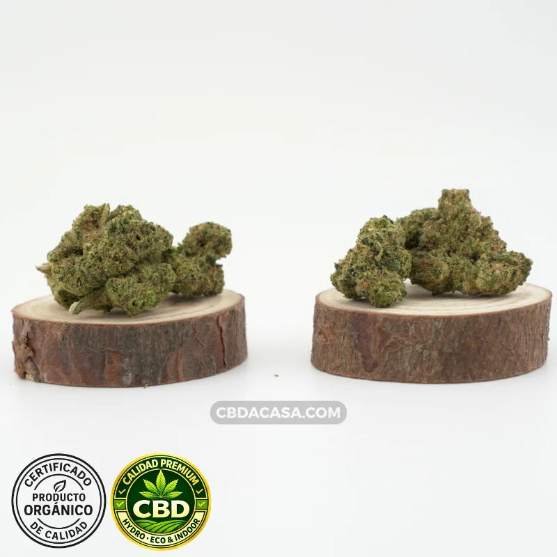 Flores de CBD hidropónico Medellin