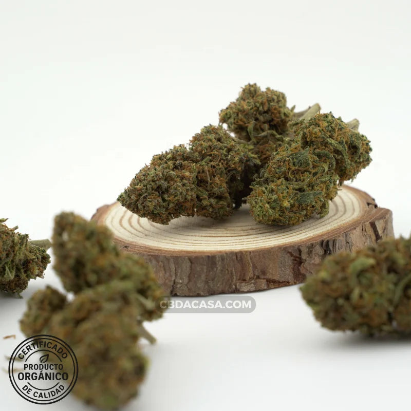 Diesel Tonic flores CBD – Cruce exclusivo entre dos grandes genéticas