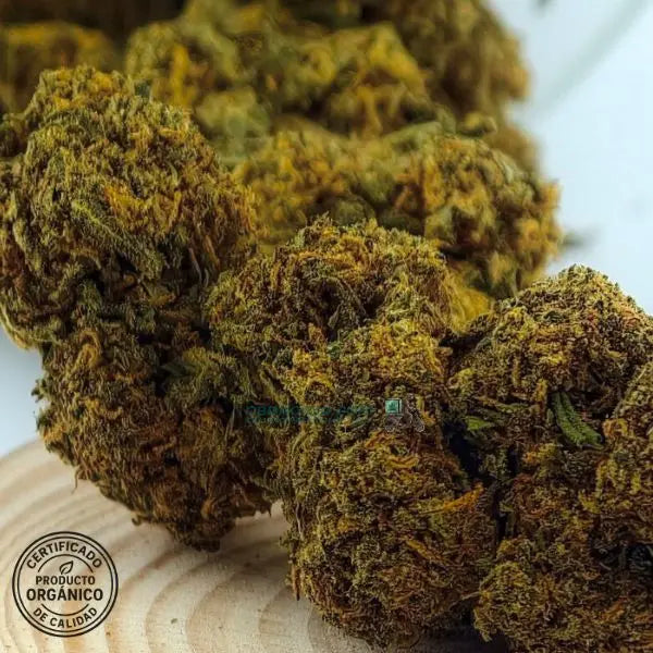 Diesel Tonic flores CBD – Cruce exclusivo entre dos grandes genéticas