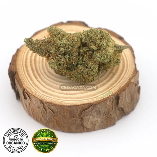 CBD hidroponico Sinaloa, flores Premium