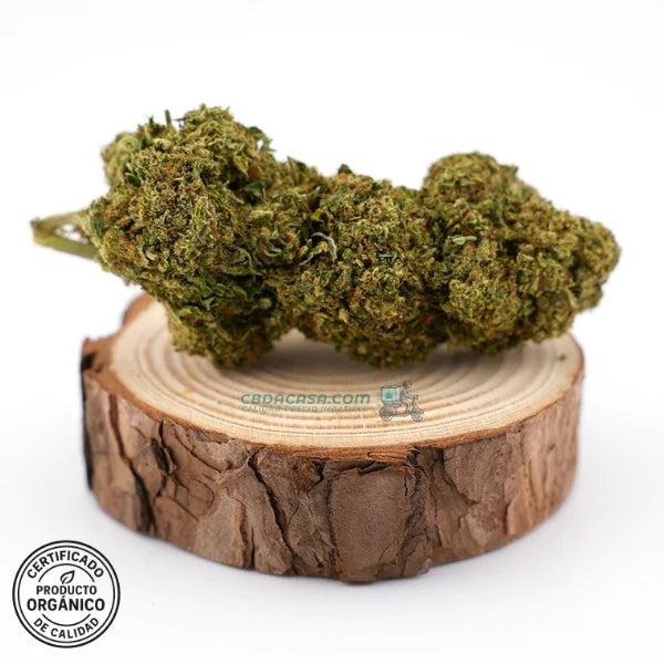Flores CBD Bubba Kush - Cultivo Orgánico