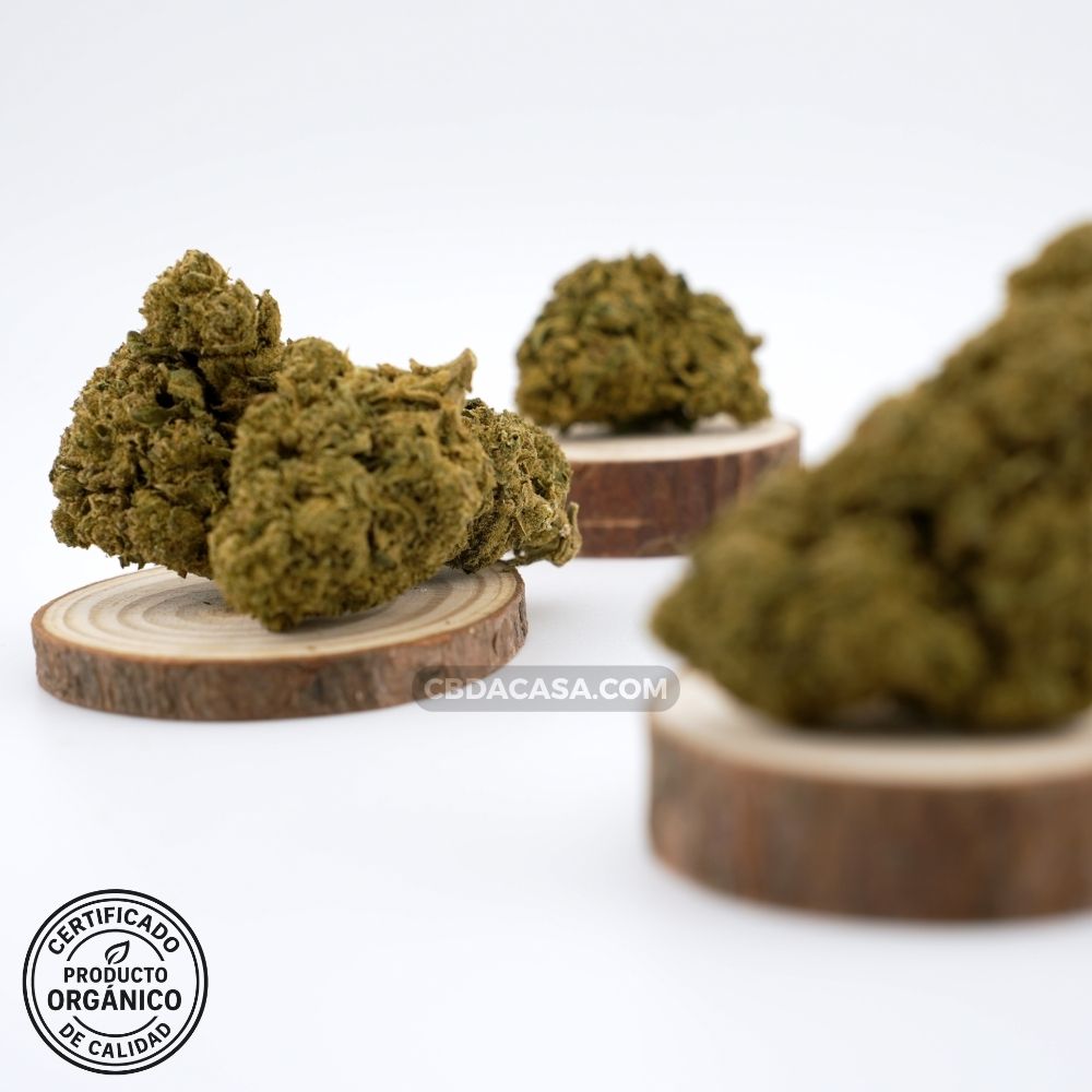 Flores CBD Candy Caramel – Cogollos grandes y verdes