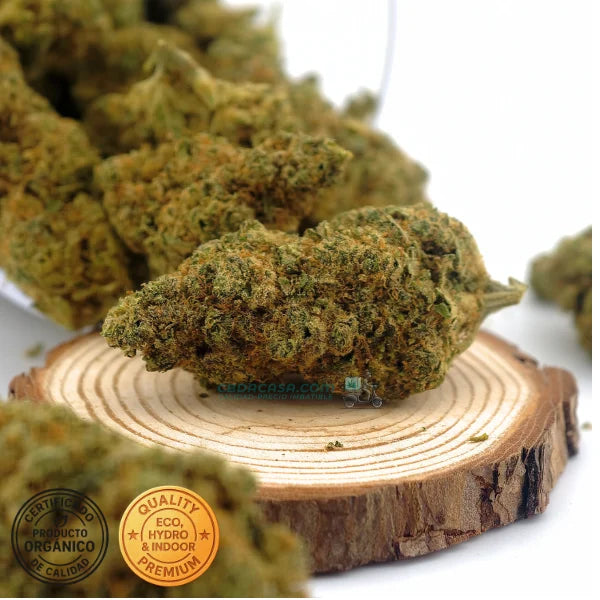 CBD indoor Marley Kush, flores excepcionales