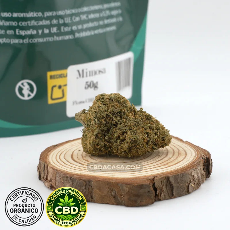 Flores de CBD hidroponico Mimosa