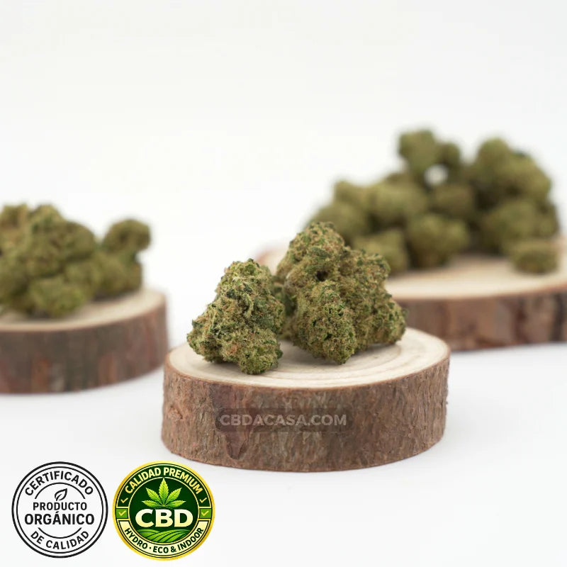 Flores de CBD hidropónico Medellin