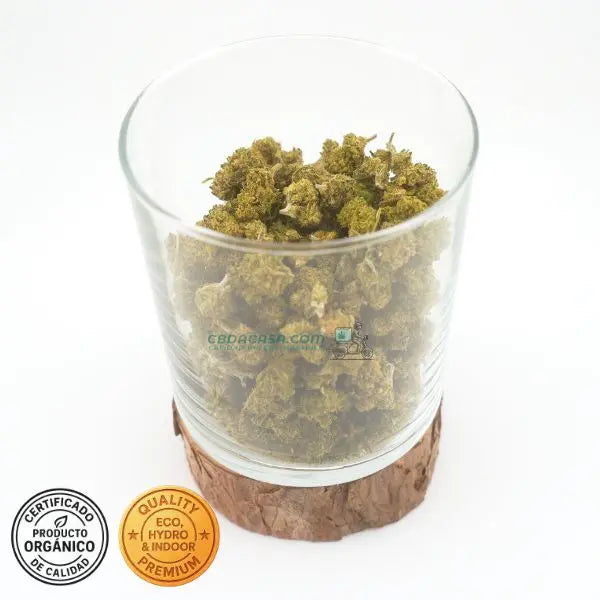 Orangello CBD Flower – Cultivo Indoor Hidropónico Orgánico | THC legal