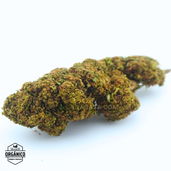 California Haze - Flores CBD frescas y bonitas