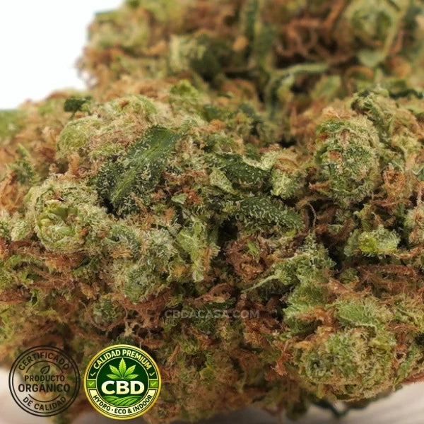 Amnesia Haze Hydro CBD – Premium hidropónica