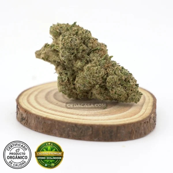 Flores CBG CBD hidroponico Platinum Cookies