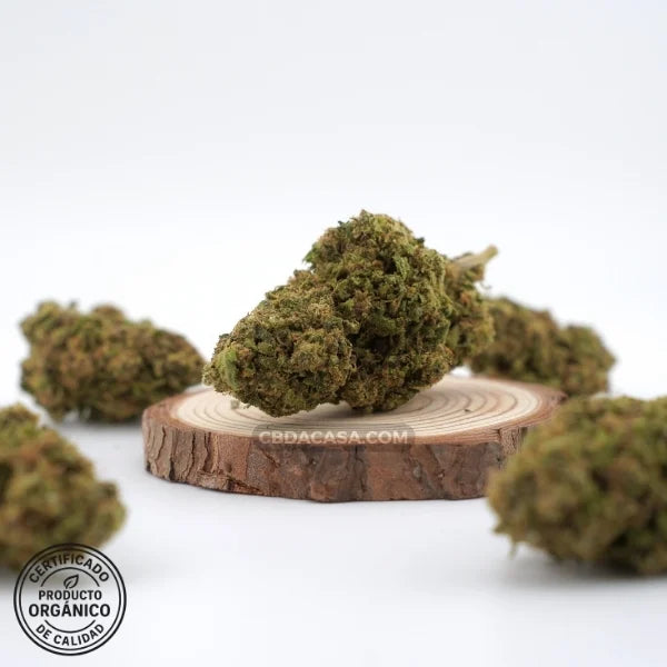 Flores de CBD Harlequeen 100% ecológico
