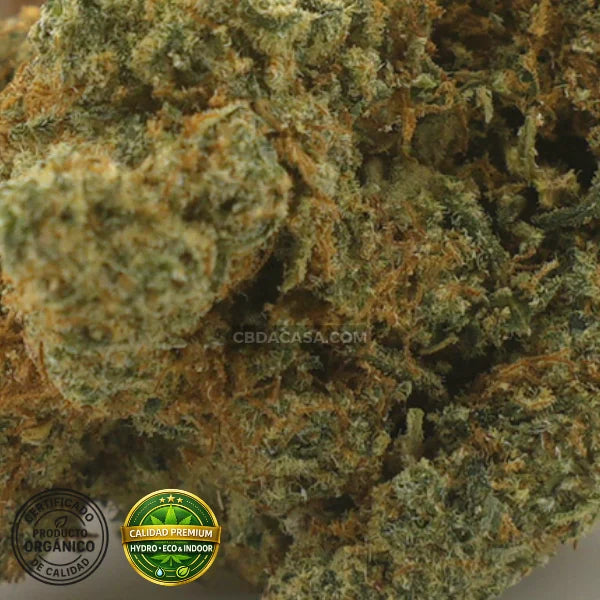 CBD hidroponico Sinaloa, flores Premium