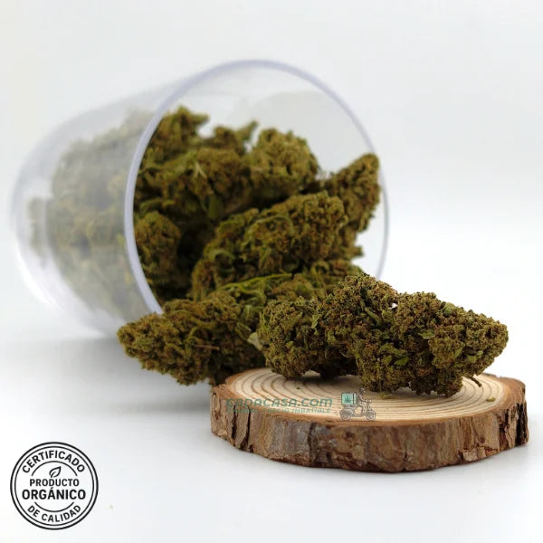 Flor CBD Amnesia | Aroma potente | Perfil terpeno intenso