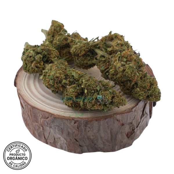 Flores CBD Diesel Tonic, cruce mágico