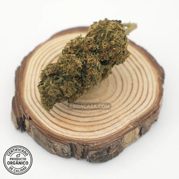 Diesel Tonic flores CBD – Cruce exclusivo entre dos grandes genéticas