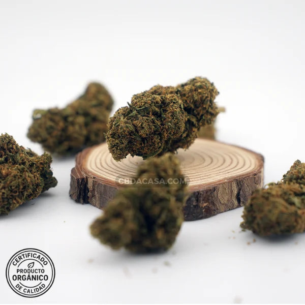 Diesel Tonic flores CBD – Cruce exclusivo entre dos grandes genéticas