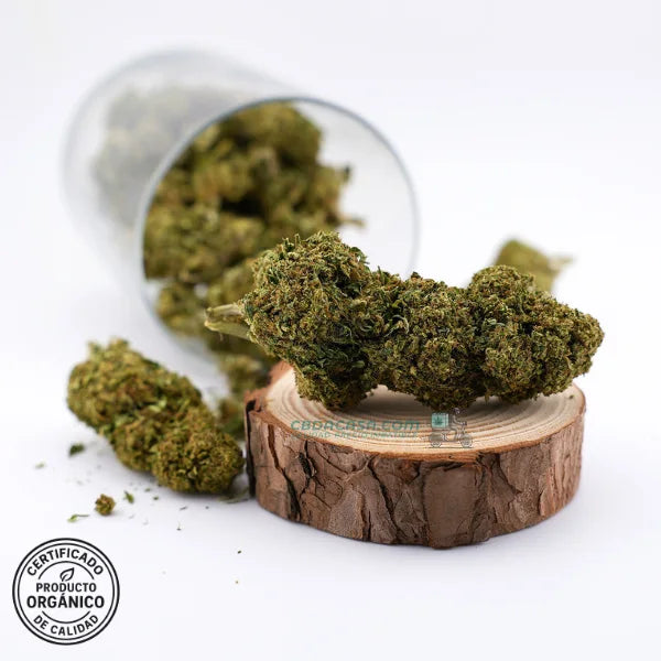 Flores CBD Bubba Kush - Cultivo Orgánico