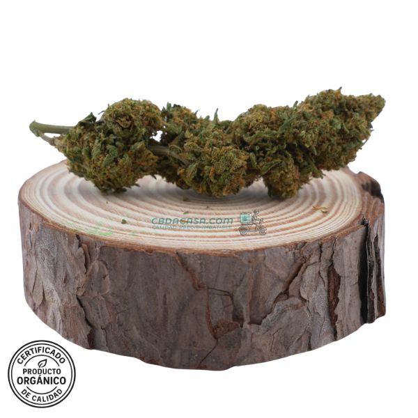 Flores CBD Diesel Tonic, cruce mágico