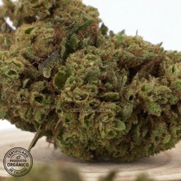 Sour Widow, flores CBD singulares con 13% de cannabidiol