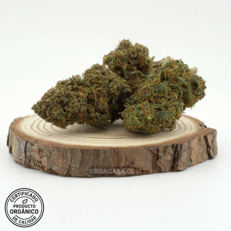 Diesel Tonic flores CBD – Cruce exclusivo entre dos grandes genéticas