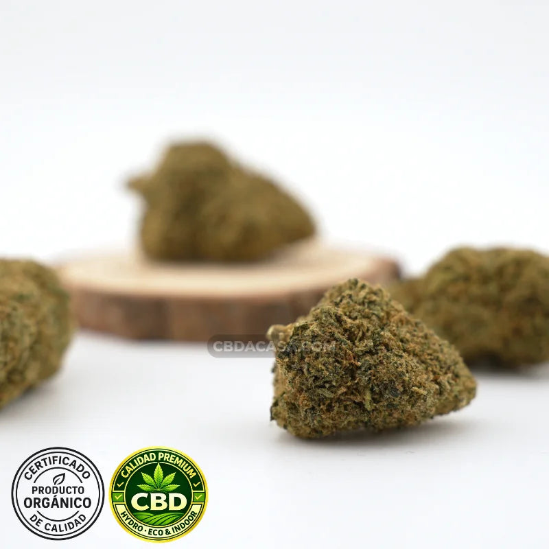 Flores de CBD hidroponico Mimosa