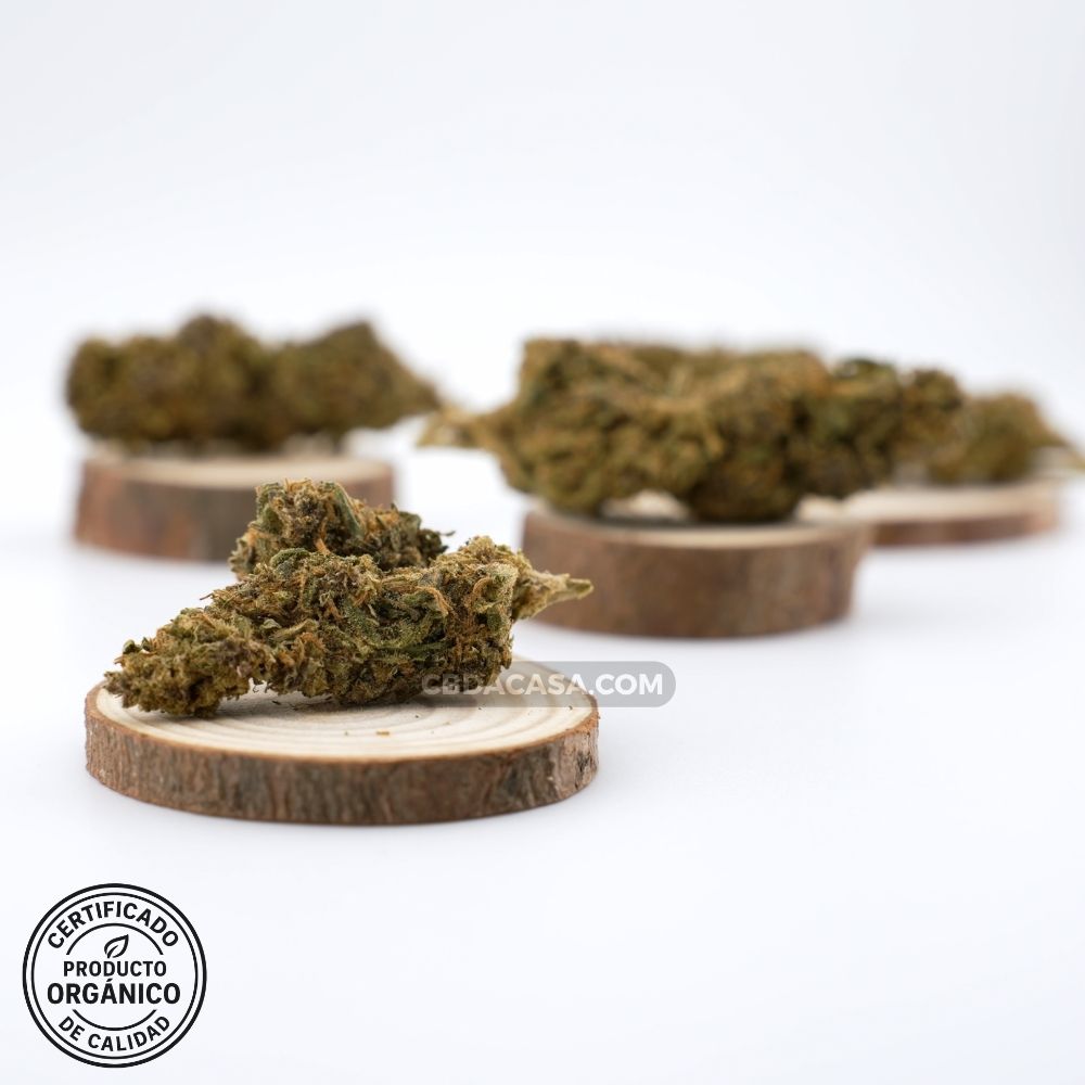Flores de CBD Lime Purple