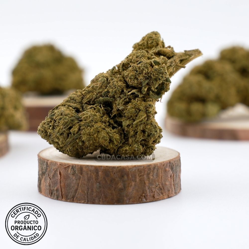 Flores CBD Candy Caramel – Cogollos grandes y verdes