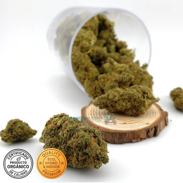 CBD indoor Marley Kush, flores excepcionales