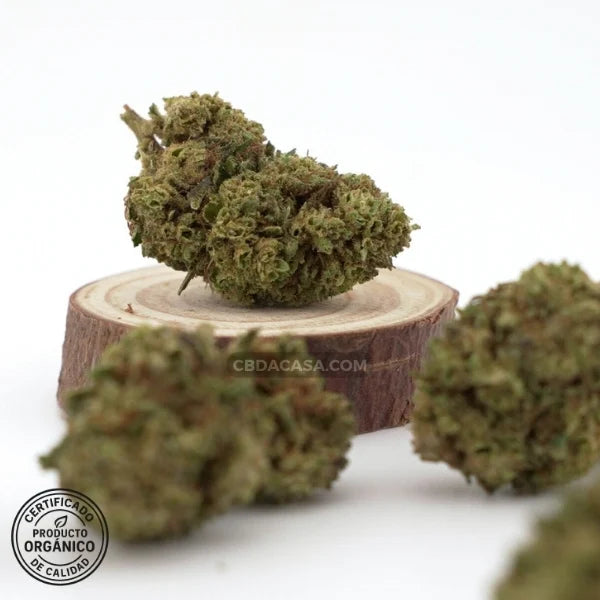 Sour Widow, flores CBD singulares con 13% de cannabidiol