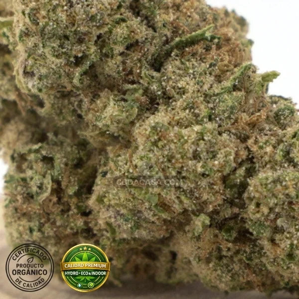 Flores CBG CBD hidroponico Platinum Cookies