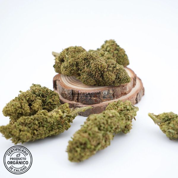 Flores CBD Gelato 41