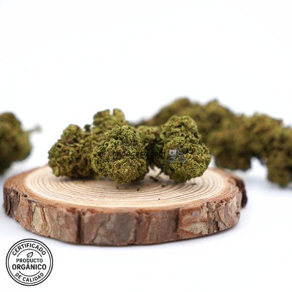 Flores CBD Mango Haze