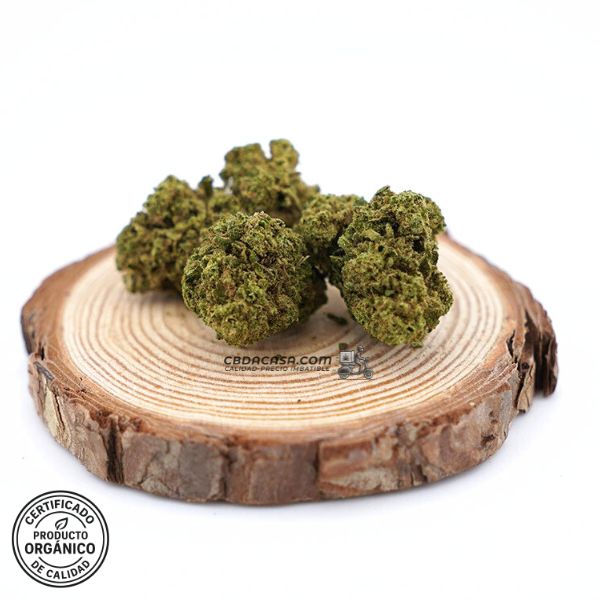 Flores CBD Mango Haze