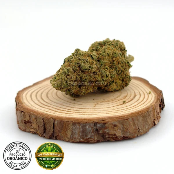 CBD indoor Marley Kush, flores excepcionales