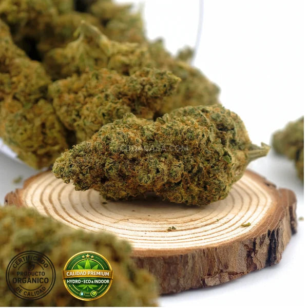 CBD indoor Marley Kush, flores excepcionales