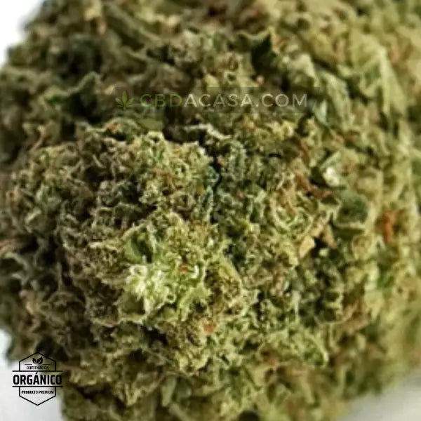 OG Kush Flores CBD de puntas preciosas