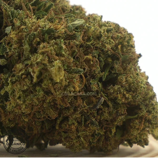 Flores de CBD Sherbet, nueva oferta