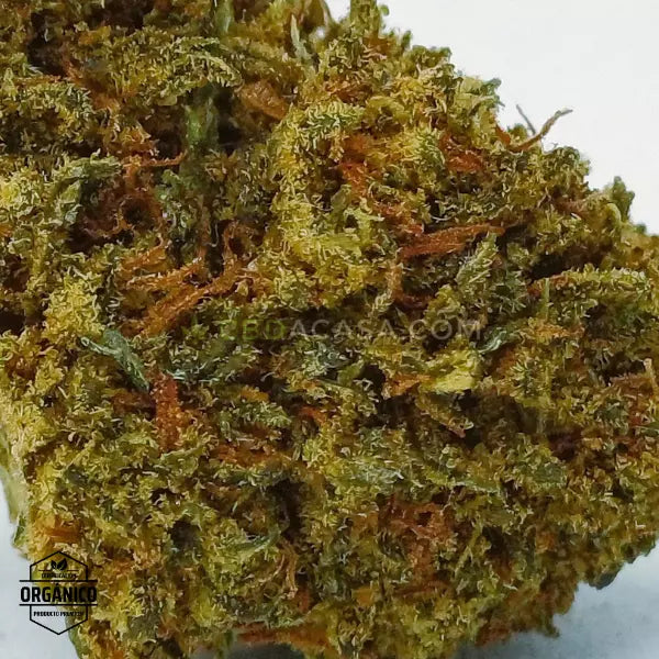 Sour Widow, flores CBD singulares con 13% de cannabidiol