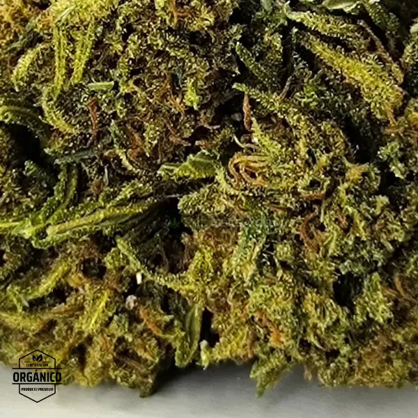 Flores CBD Mango Haze