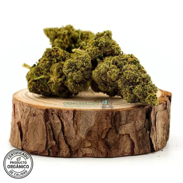 Flores de CBD Raspberry, frescas y bonitas