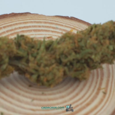 Flores CBD en video