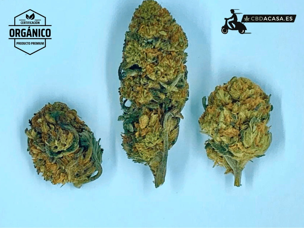 Flores de CBD Critical Purple desde 0,99€/gr